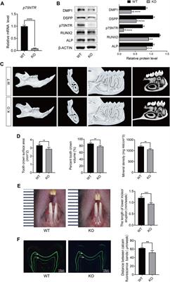 p75NTR promotes tooth rhythmic mineralization via upregulation of BMAL1/CLOCK